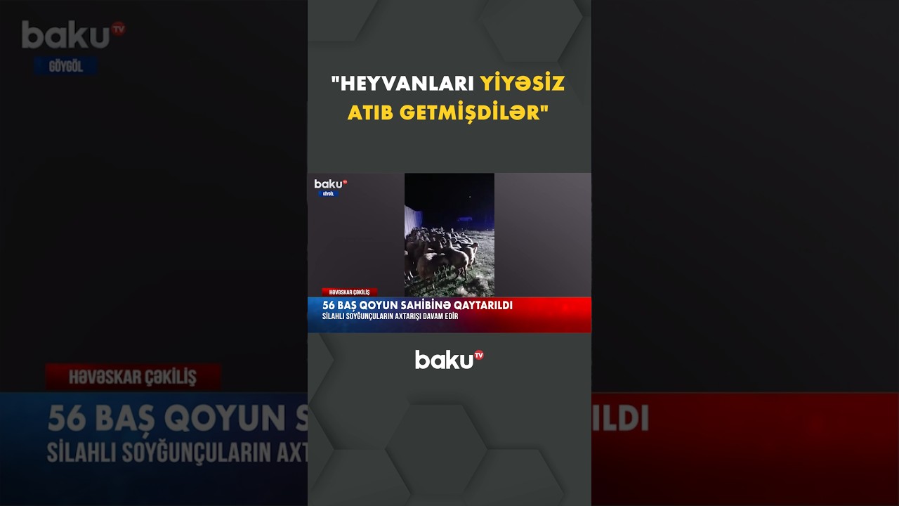 Göygöldə 56 baş qoyun oğurlandı | Soyğunçunun axtarışları davam edir