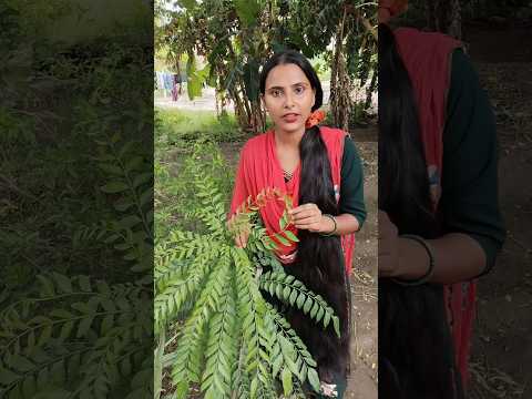 рдХрдбрд╝реА рдкрддреНрддрд╛ рд╕реЗ рдкрд╛рдПрдВ рд▓рдореНрдмреЗ рдШрдиреЗ рдмрд╛рд▓ рдФрд░ Glowing Skin Secretsред #longhairgrowthtips Curry leave рдХреЗ рдлрд╛рдпрджреЗрдВред