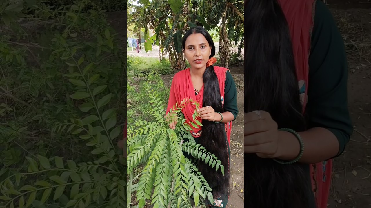 कड़ी पत्ता से पाएं लंबे, घने बाल और चमकती त्वचा ✨ | आसान घरेलू टिप्स