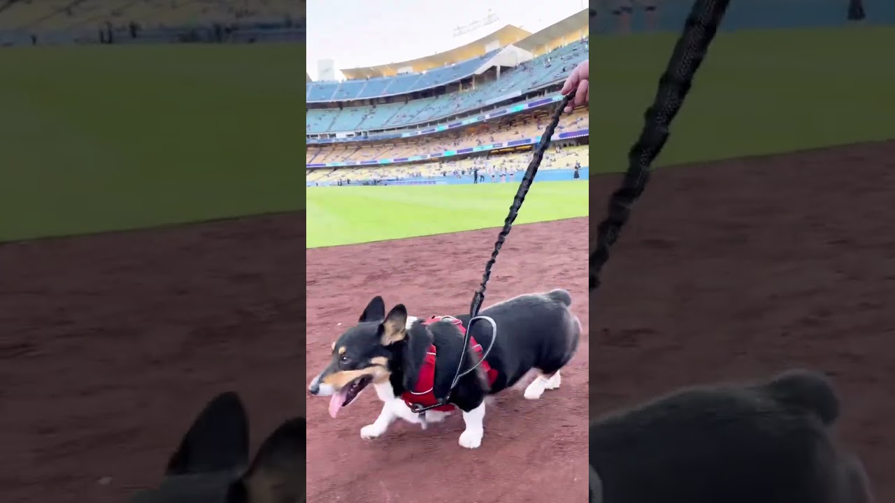Almost on the Jumbotron! 🐶 Corgis at the Dodgers Game