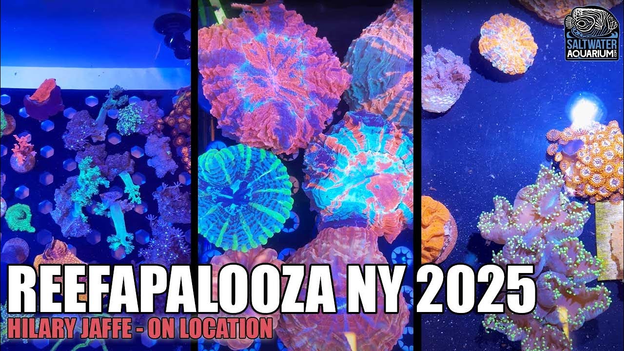 Reefapalooza NY 2025 Tour | HUGE Corals, Saltwater Fish & New Reef Tank Gear! | Hilary on Location