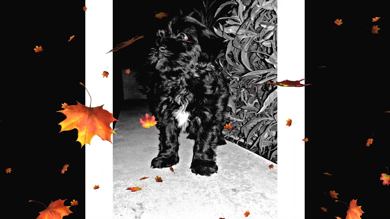 Expressing Love ❤️