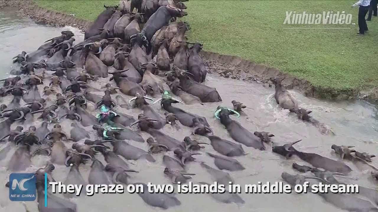 Mass Water Buffalo Swim Across Sichuan River 🐃