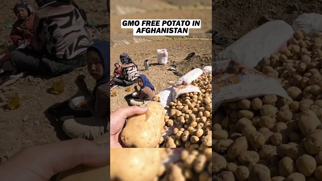 Organic Potatoes in Afghanistan 🌱