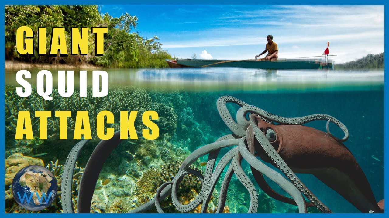 Do Giant Squid Attack Humans? 🦑