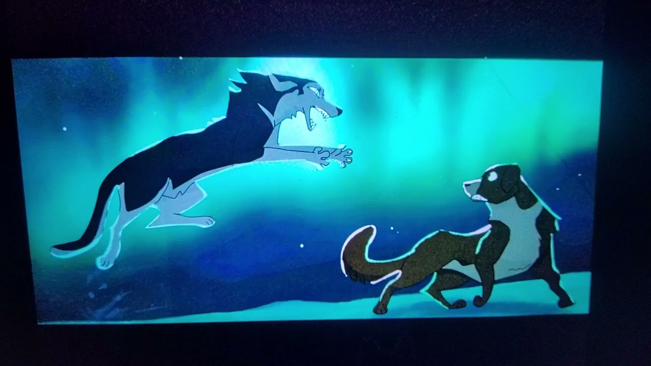 Buck vs Spitz Animated Fanart 🐺🐶