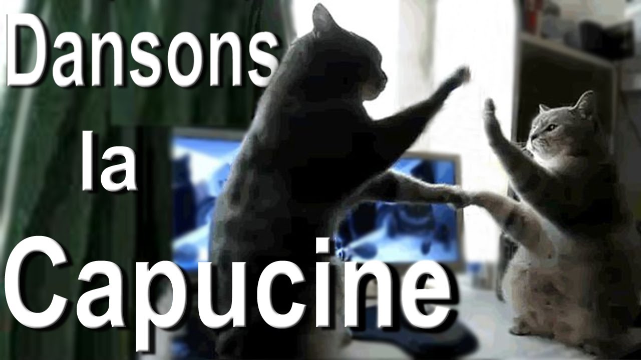 DANSONS LA CAPUCINE - PAROLE DE CHAT
