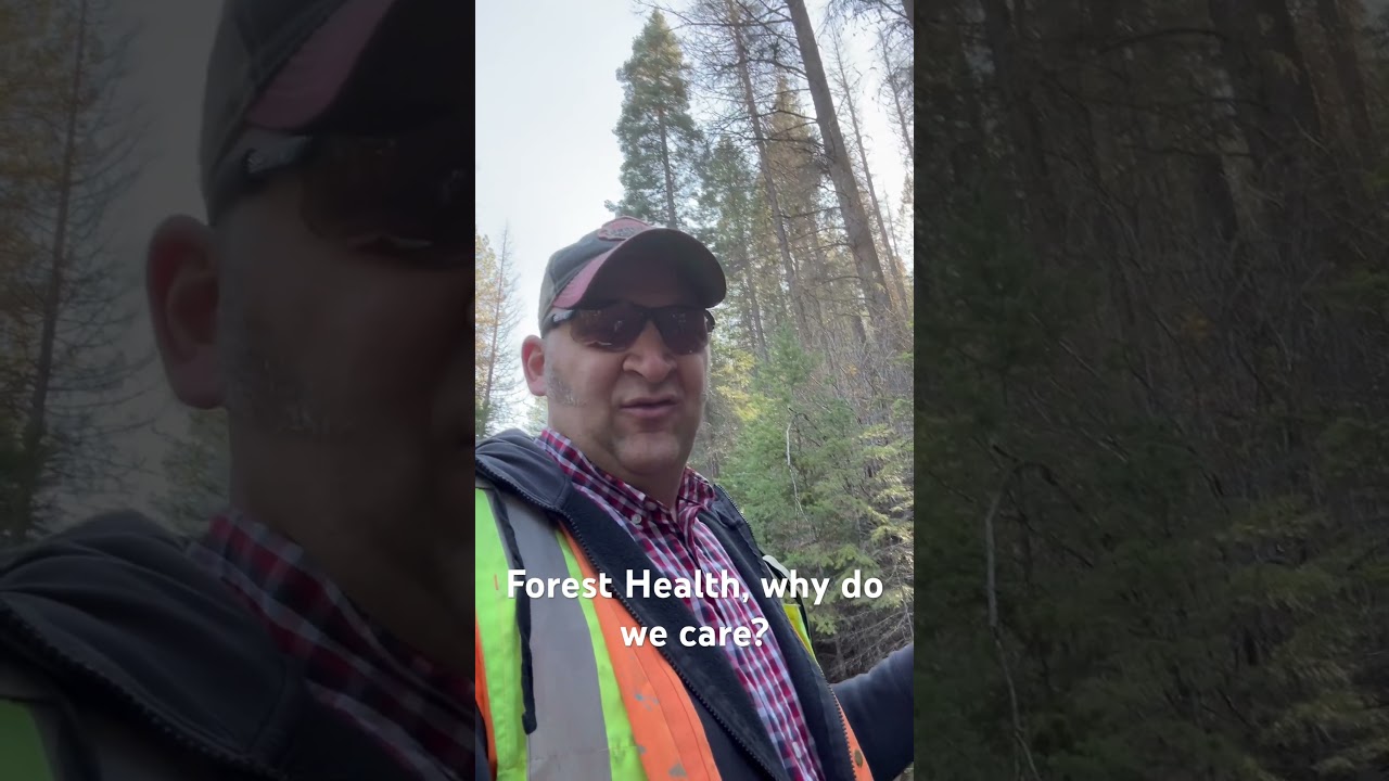 Why Forest Health Matters 🌳