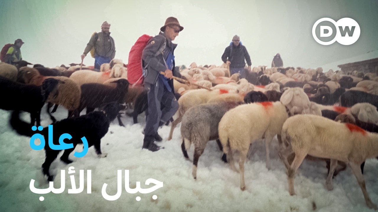 رحلة الرعاة عبر جبال الألب: تحديات وجرأة عبر الزمن 🐑