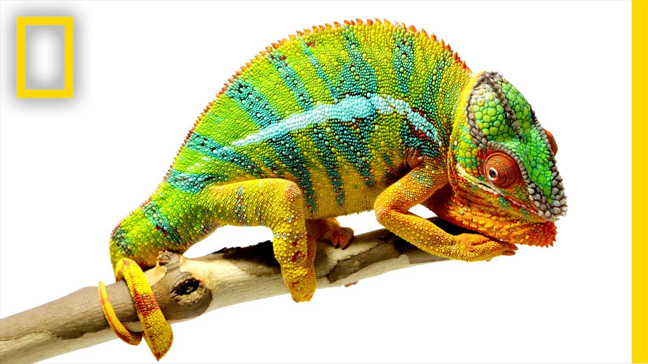 Amazing Chameleons in Action | Nat Geo 🦎