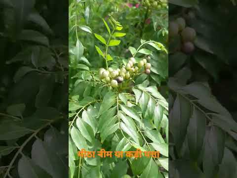 मीठा नीम या कड़ी पत्ता भारतीय मसालों में उत्तम और औषधीय गुण भरपुर