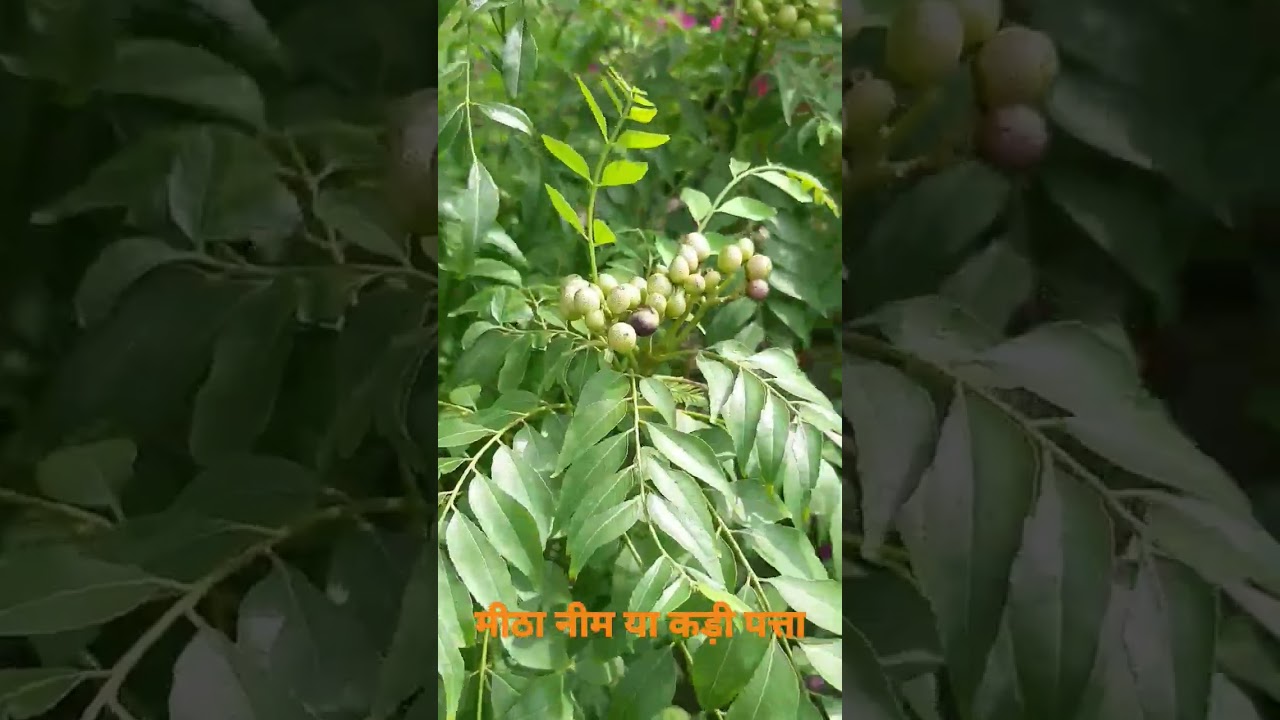 मीठा नीम और कड़ी पत्ता: भारतीय मसालों का स्वास्थ्यवर्धक खजाना 🌿