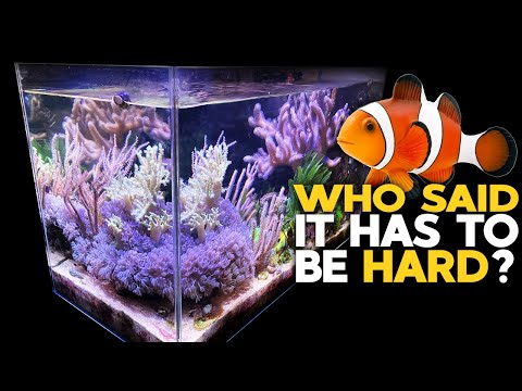 Simple Nano Reef Tank setup 2021 π Soft Corals / Mangrove / Macro Algae Reef Aquarium