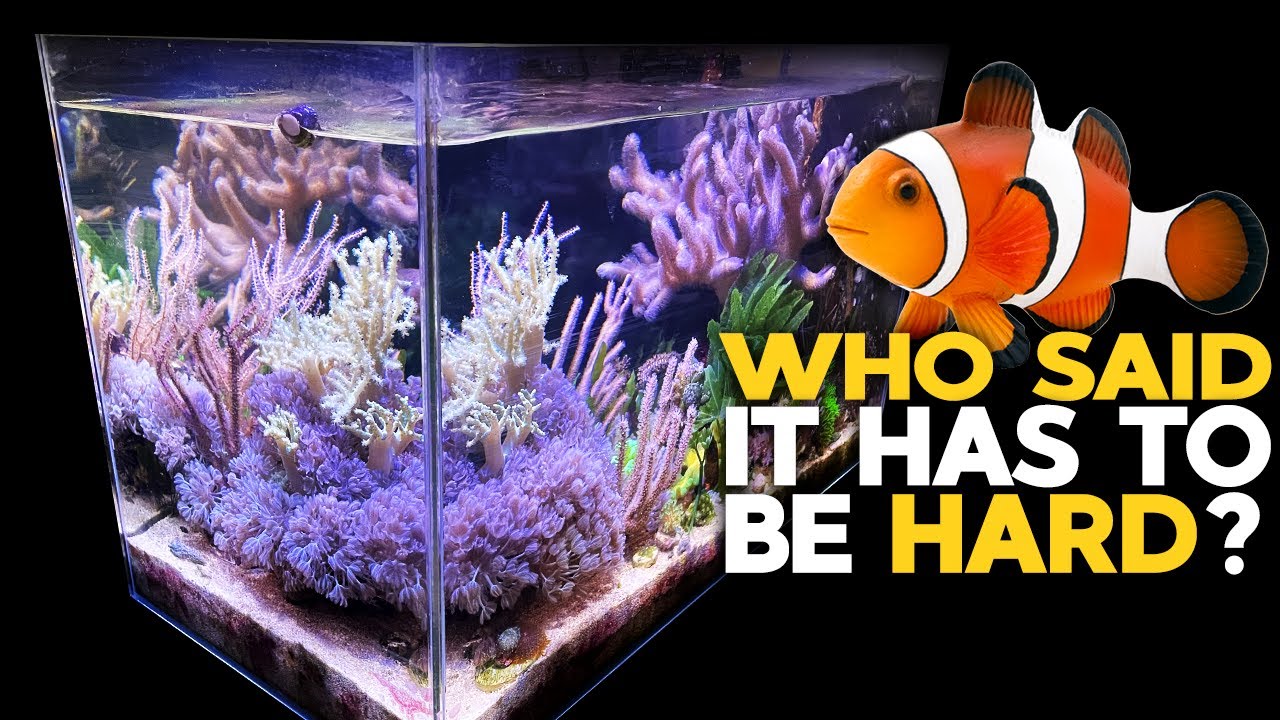 Easy Nano Reef Tank Setup in 2021 🌊 | Soft Corals, Mangroves & Macro Algae