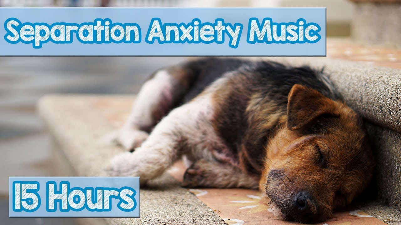 15-Hour Dog Relaxation Music for Separation Anxiety 🎶