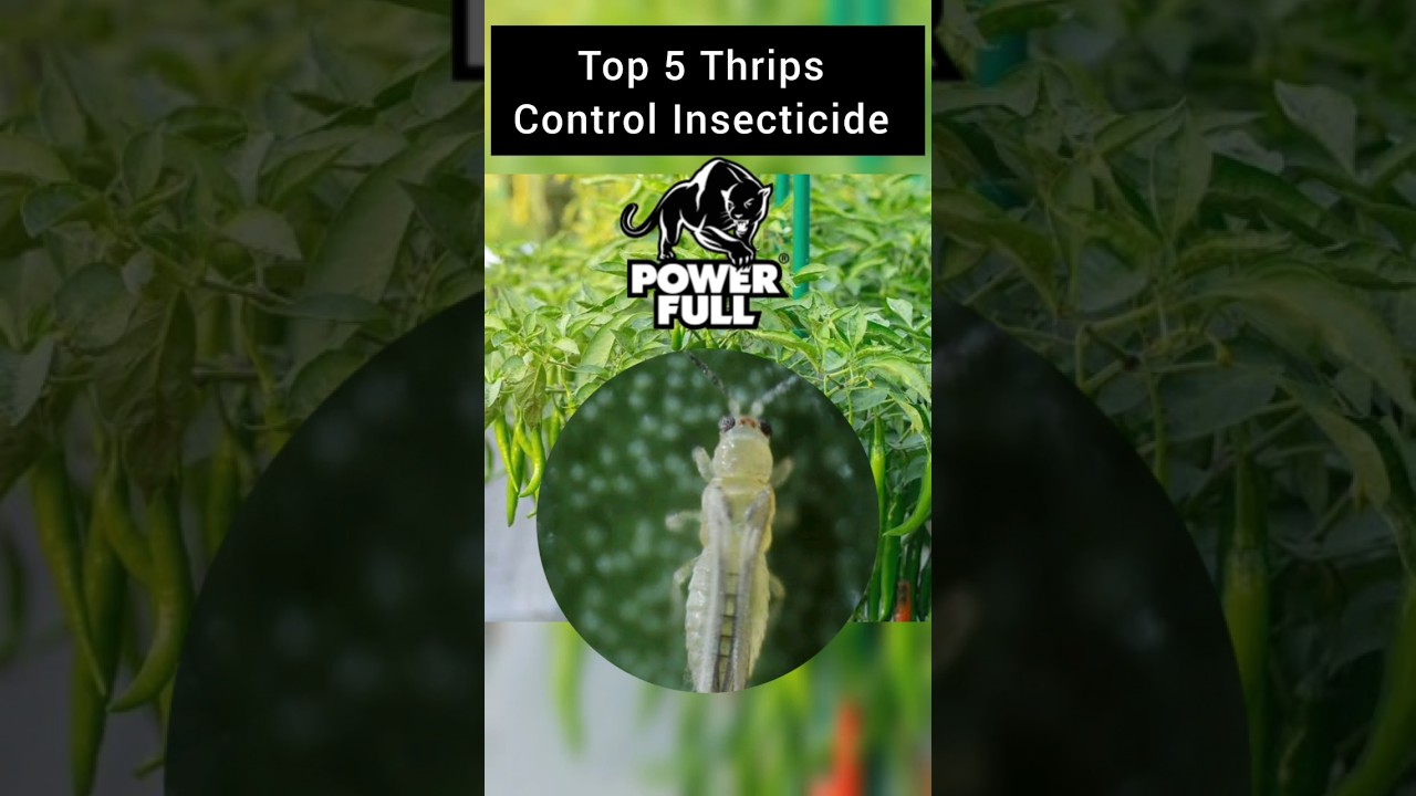 Top 5 Insecticides to Control Thrips 🌱
