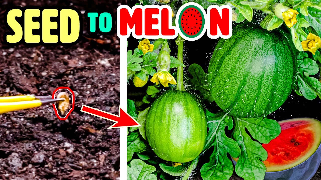 Watermelon Growth Time Lapse: Seed to Fruit in 110 Days 🍉