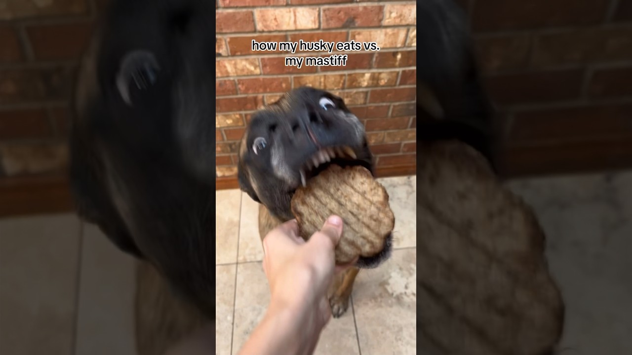 Bridget likes food slightly more 😂 #dogs #englishmastiff #husky
