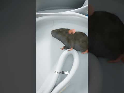 How Mice Get Into Your Toilet ππ½
