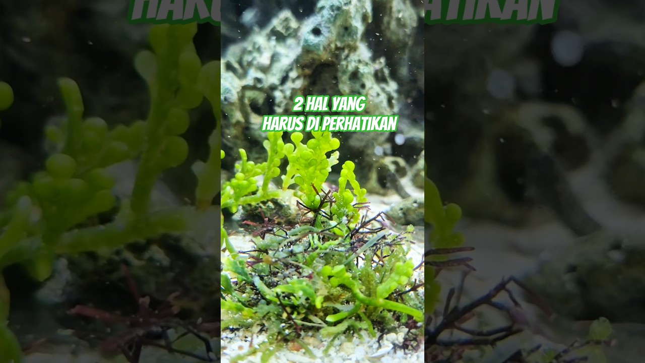 Panduan Memelihara Aquarium Air Laut 🌊