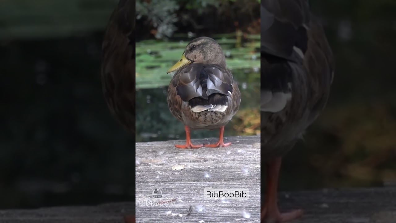 Heja Duck 🦆 | Cute Bird Sounds & Shorts