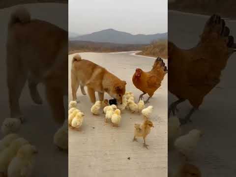 Animais engraçados da fazenda #shorts #agro #fazenda