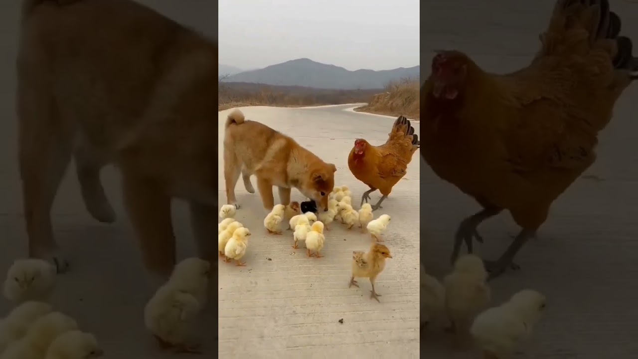 Animais Engraçados da Fazenda que Vão Te Fazer Rir 😂 #Shorts