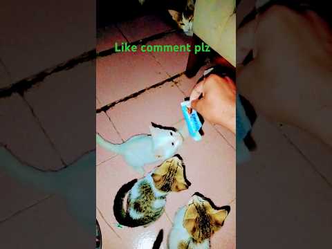 #ep88 | MEOW FUNNY CATS 🤣, #funnycatzone #ytshorts #youtubeshorts #catvideos