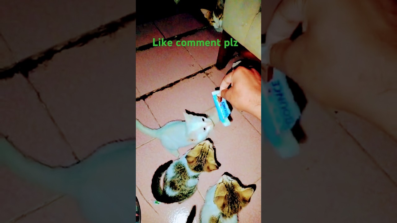 😂 Funny Cat Moments | Short & Hilarious Cats