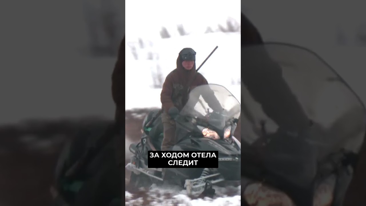 Массовый отёл оленей на Ямале 🦌