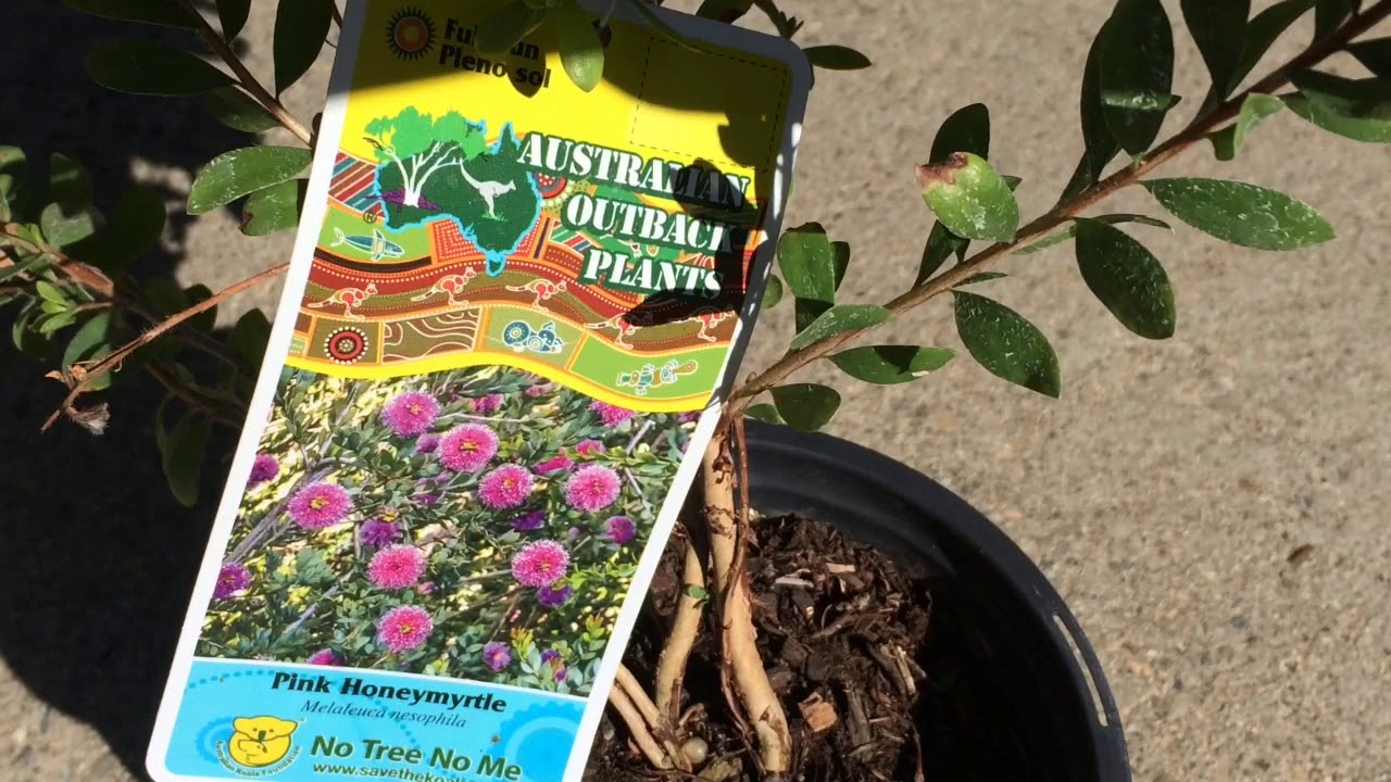 October 2019 Garden Update 🌱: New Plants & Fresh Planters!