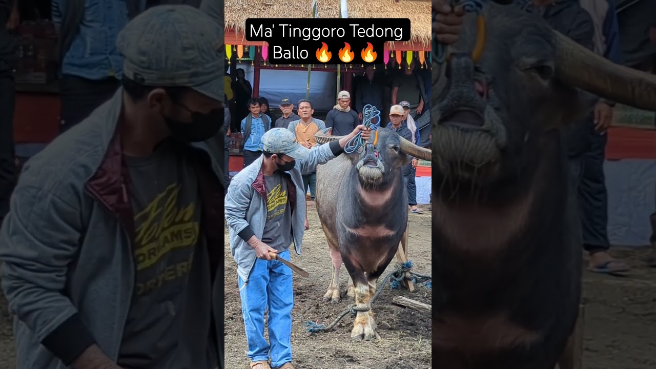 Ma' Tinggoro Tedong Ballo: Cultural Tradition