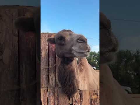 Просто верблюд…#верблюд #зоопарк #зоо64 #саня64 #саратов #приключения #отдых #путешествия