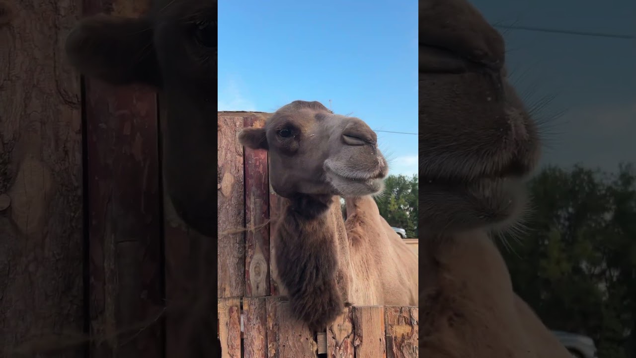 Просто верблюд в зоопарке Саратов