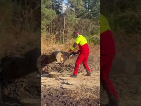 Satisfying #forstwirtschaft #forsttechnik #forest