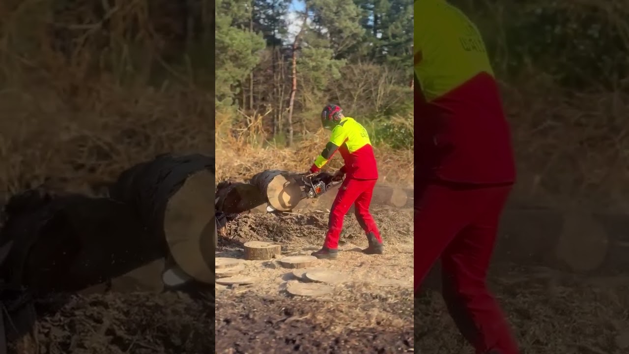 Mesmerizing Forest Management & Tech Highlights 🌲