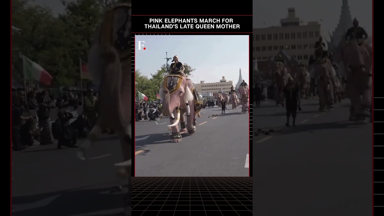 Pink Elephants March for Thailand's Late Queen 👑