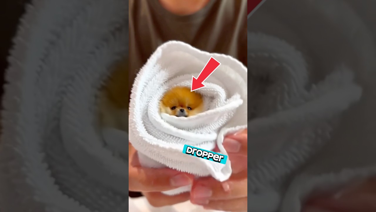 The World's Tiniest Dog Gets a Spa Day! 🐶🫧 #shorts