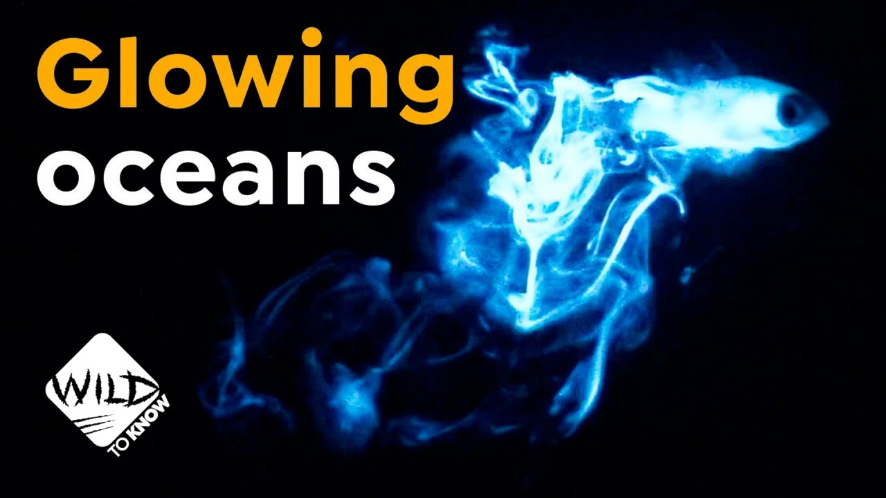 Why Do Waves Glow? The Amazing Science of Bioluminescence ✨