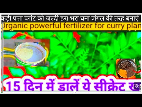 यह चीज कड़ी पत्ता में डाल दे जंगल की तरफ बढ़ेगा /Curry patta fertilizer..Kadi Patta.care.meetha neem