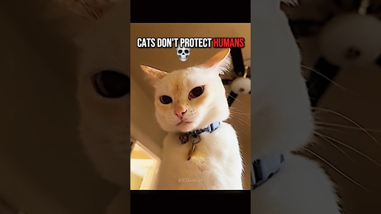 Do Cats Really Protect Humans? 🐱