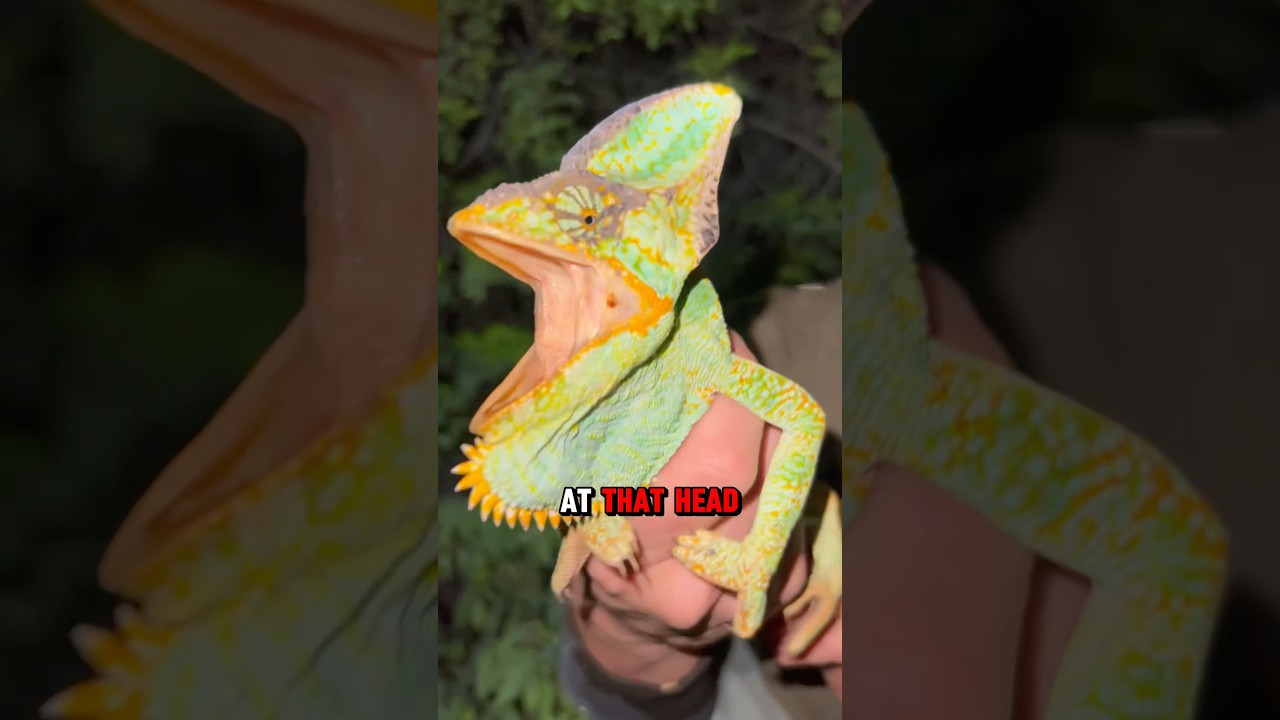 Chameleon Hunting in Florida 🦎