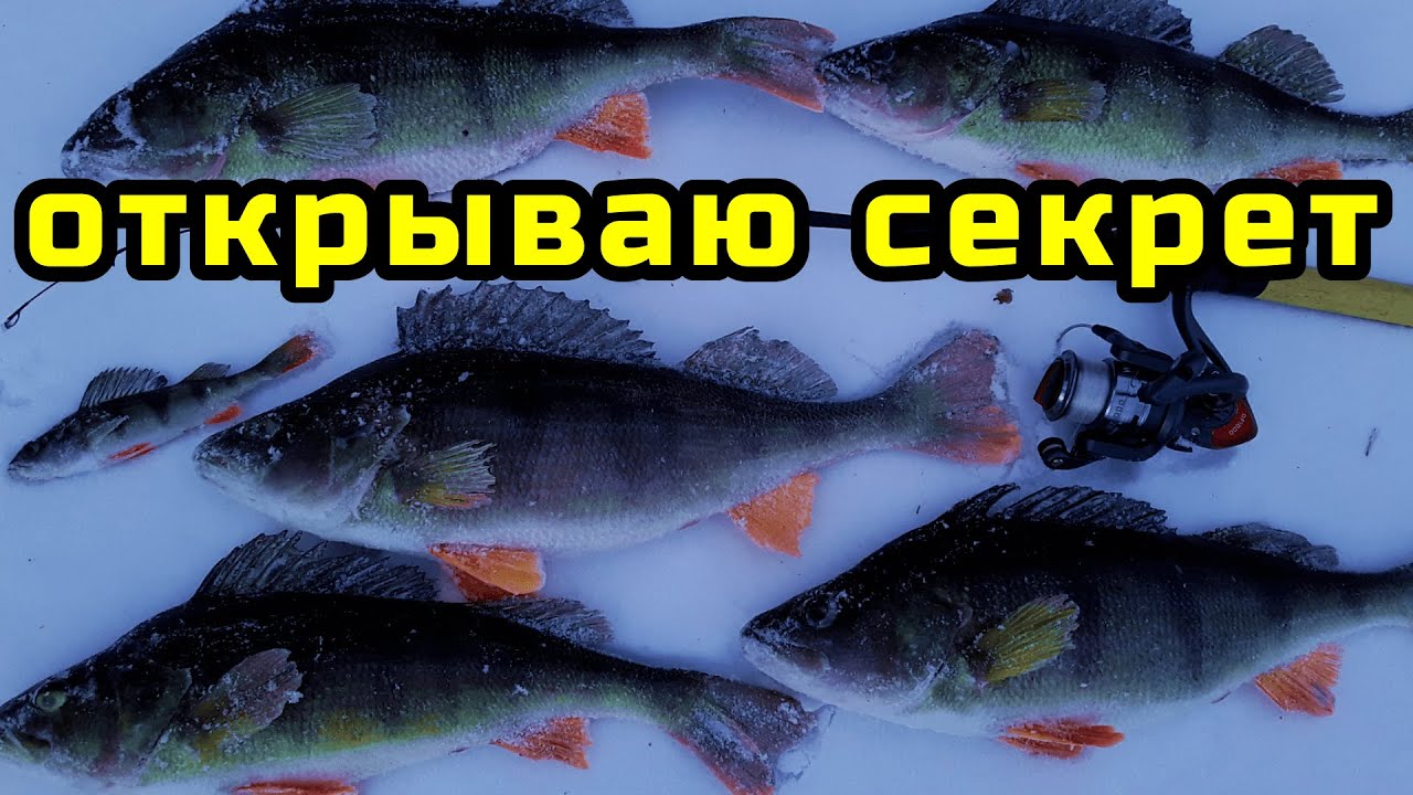 Секреты ловли крупного окуня на балансир 🎣
