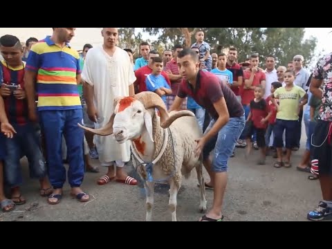 Kebch el 3id Anes Tina عيد الاضحى في الجزائر