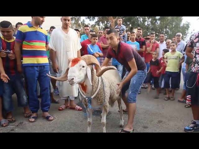 عيد الأضحى في الجزائر مع أنس تينا 🎉