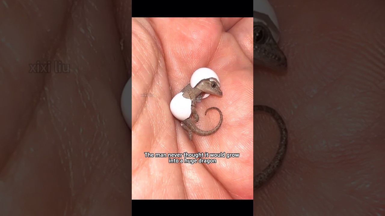 Adorable Animal Rescue Moments 🐾