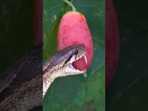 A beautiful russel viper snake is eating rare fruit #snakevideo #russelviper