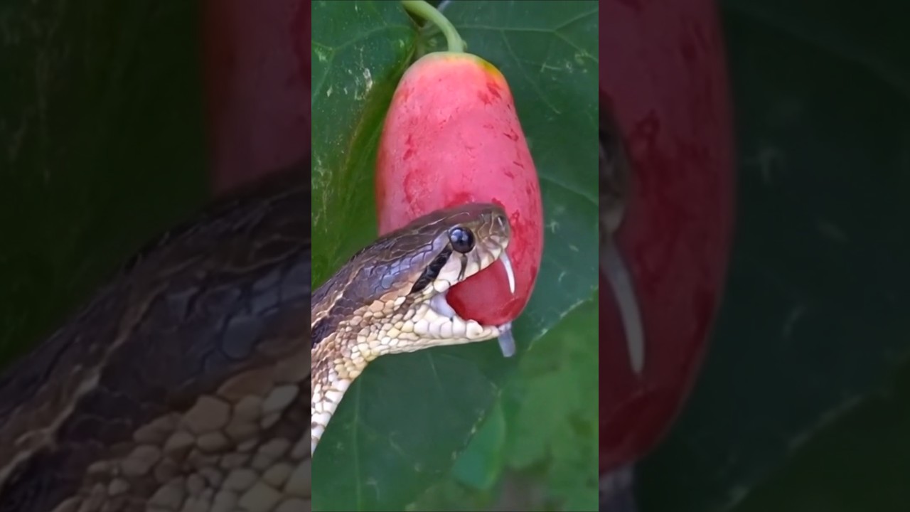 Stunning Russell Viper Snakes Feast on Rare Fruit 🍇