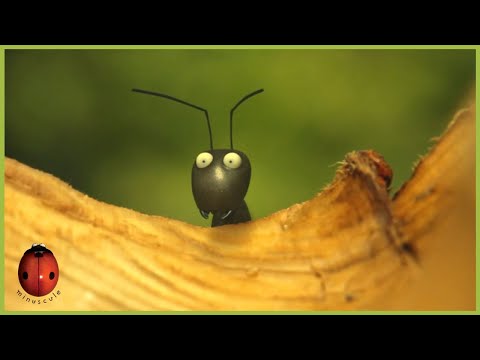 To The Port Now! | Minuscule 🍃 60' Compilation