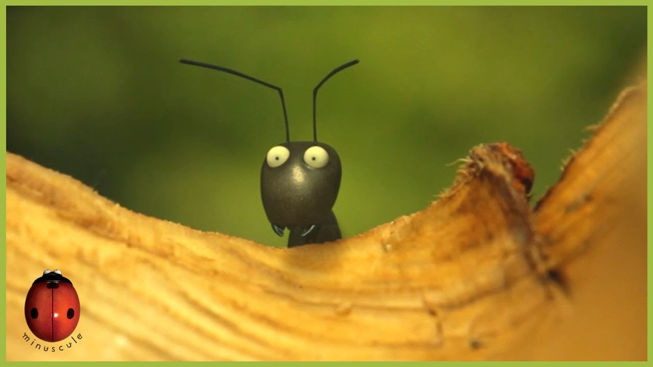 To The Port Now! 🚢 | Minuscule Nature Compilation (60 Minutes)